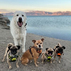 Meet your Posher, Sara